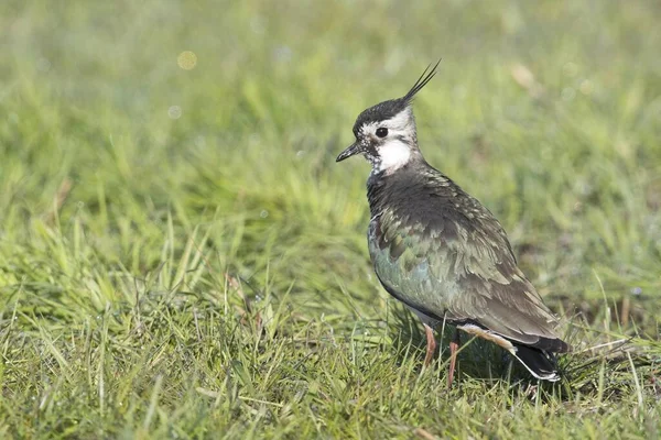 Northern Lapwing Standing Meadow Emsland Lower Saxony Germany Europe — Stockfoto