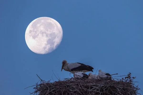 White Stork Ciconia Ciconia Stork Nest Ciconia Ciconia Moonlight Hesse — Stok fotoğraf
