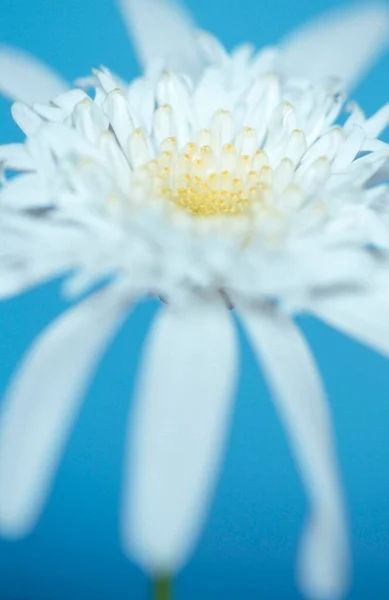 Daisy Flower Close View Summer Concept — Photo