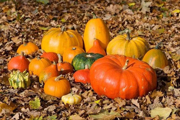 Cucurbitas Cucurbita Autumn Leaves — Zdjęcie stockowe