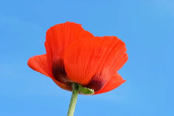 Amapola Maíz Papaver Rhoeas — Foto de Stock