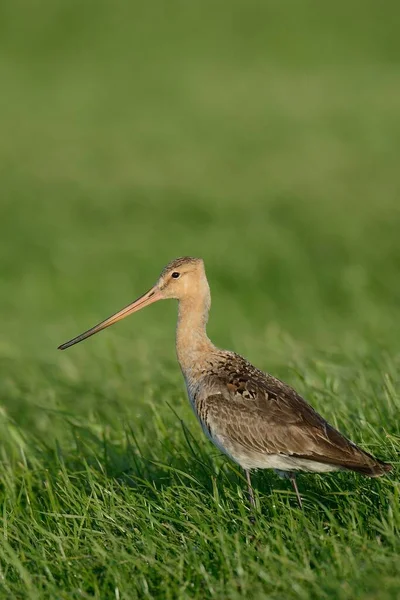 Black Tailed Godwit Limosa Limosa Texel Netherlands Europe — 스톡 사진