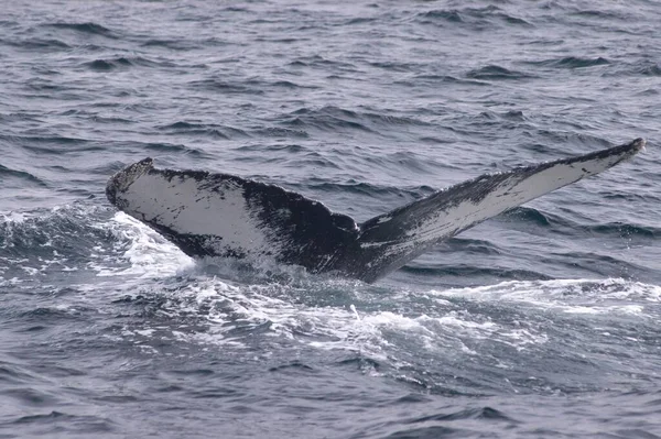 Diving Humpback Whale Showing His Fluke Whitless Bay Avalon Peninsula — Zdjęcie stockowe