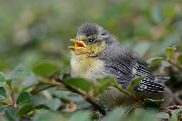 Blue Tit Nestling Fallen Nest North Rhine Westphalia Germany Europe — Stok fotoğraf