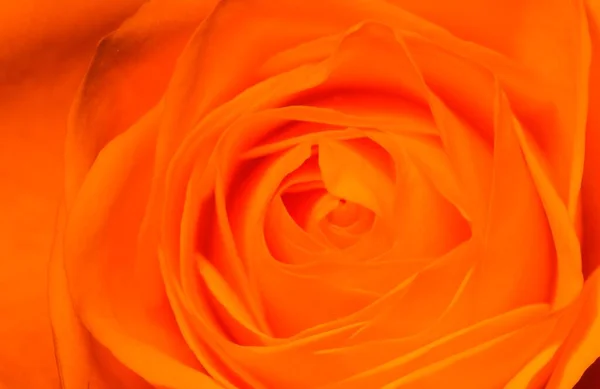 Rose Blossom Close View — Stock fotografie