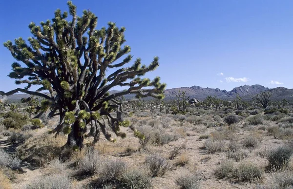 Joshua Tree Mojave National Preserve California Usa North America — Stok fotoğraf