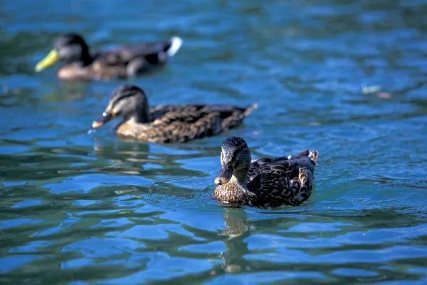 Three Swimming Ducks Close View — стоковое фото