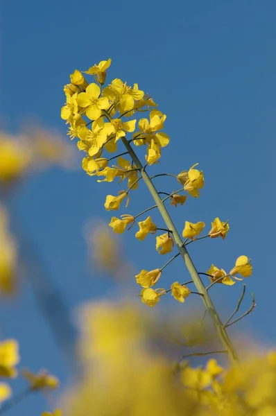 Blooming Rape North Rhine Westphalia Germany Europe — Fotografia de Stock