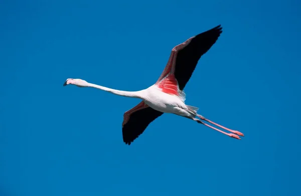 Greater Flamingo Camargue Southern France Releasable — Stockfoto