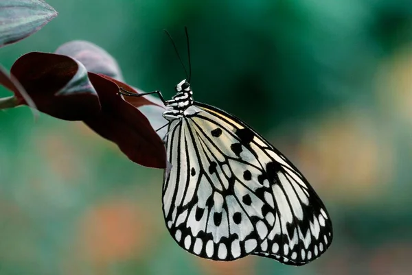 Paper Kite Idea Leuconoe Lateral — Stock Photo, Image