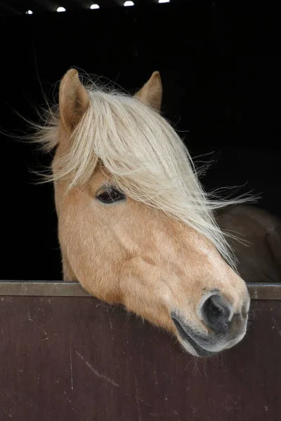 Iceland Horse Isabell Coloured Mare Looking Curiously Out Horse Box — Zdjęcie stockowe