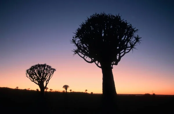 Drzewa Drgawkowe Dychotoma Aloesu Zmierzchu Keetmannshoop Namiba Drzewo Drgawkowe — Zdjęcie stockowe