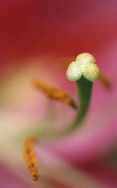 Daylily Flower Detail Hemerocallis Hybrid — Photo