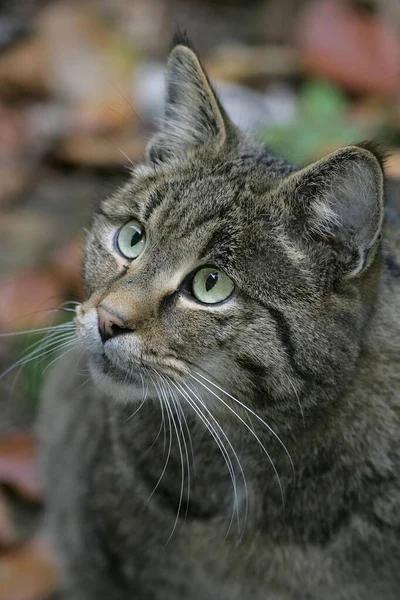 Europeisk Vildkatt Felis Silvestris — Stockfoto