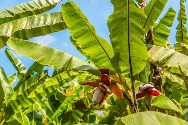 Banana tree (Musa), flower, banana flower, banana leaves, banana plantation, Thailand, Asia