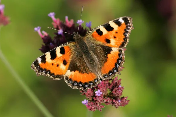 Small Tortoiseshell Aglais Urticae Schleswig Holstein Nettle Butterfly Releasable Germany — Stock Photo, Image
