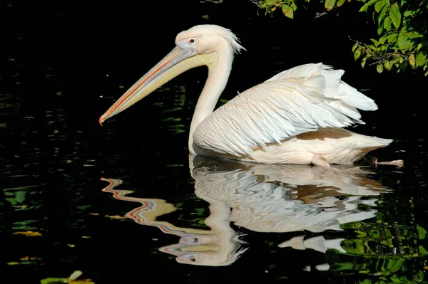 Nuoto Grande Pellicano Europeo Bianco Uno Zoo — Foto Stock