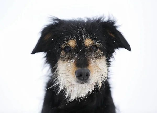 Mixed Breed Dog Old German Shepherd Dachshund Portrait Snow Satteldorf — ストック写真