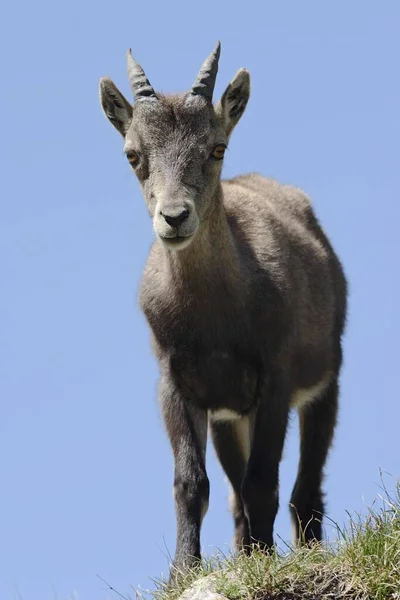 Alpine Ibex Capra Ibex Alps Piedmont Italy Europe — Stockfoto