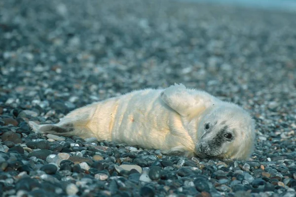 Grey Seal Halichoerus Grypus Pup Heligoland Schleswig Holstein Germany Europe — 图库照片