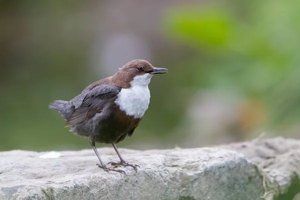 White Breasted Dipper Standing Stone Hesse Germany Europe — Φωτογραφία Αρχείου
