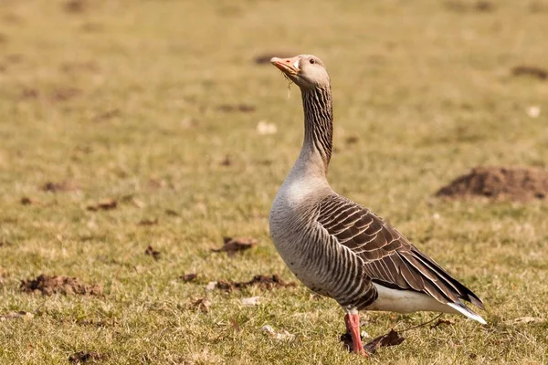 Greylag Goose Standing Field Kassel Hesse Németország Európa — Stock Fotó