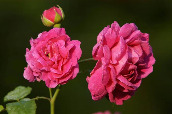 Rose Flowers Close View Summer Concept — ストック写真