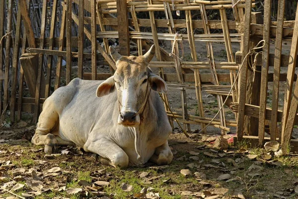 Zebu Humped Cattle Bos Primigenius Indicus Myanmar Burma Asia — стокове фото