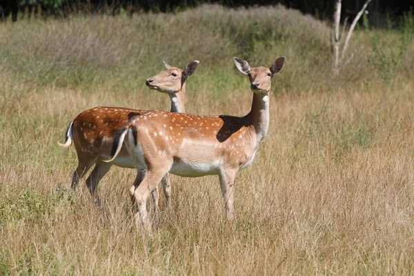 Sarna Capreolus Capreolus — Zdjęcie stockowe