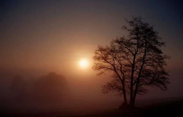 Tree Sunrise Morning Haze Baden Wurttemberg Germany Europe — Stockfoto