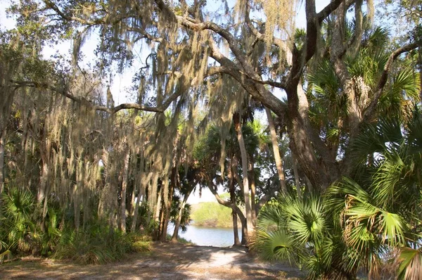 Myakka Nehri Eyalet Parkı Nda Spanyol Yosunlu Ağaçlar Florida Tillandsia — Stok fotoğraf