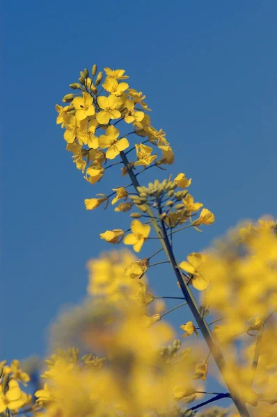 Blooming Rape North Rhine Westphalia Germany Europe — Stok fotoğraf