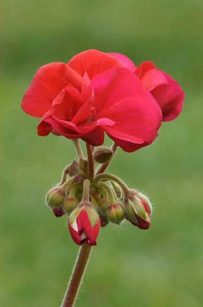 Geranium Flowers Blurred Background — Φωτογραφία Αρχείου