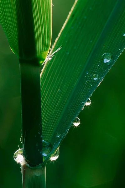 Reed Leaves Drops Water Germany Europe — Foto de Stock