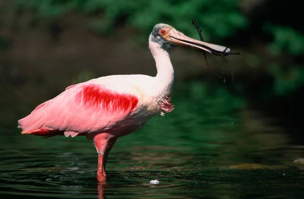 Pássaro Bico Colher Rosa Água — Fotografia de Stock