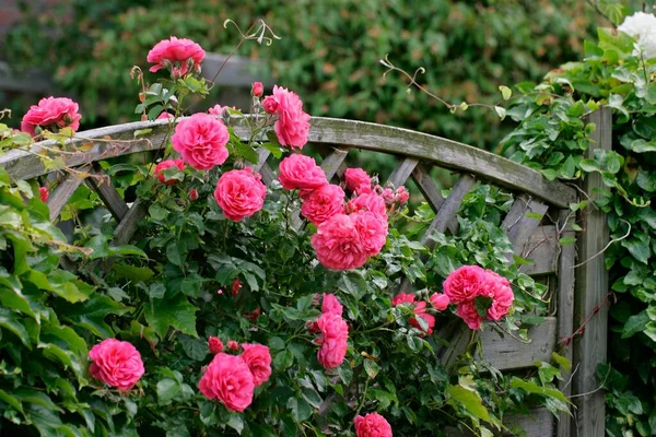 Rosas Arbustivas Cerca Privacidad Cerca Del Jardín —  Fotos de Stock