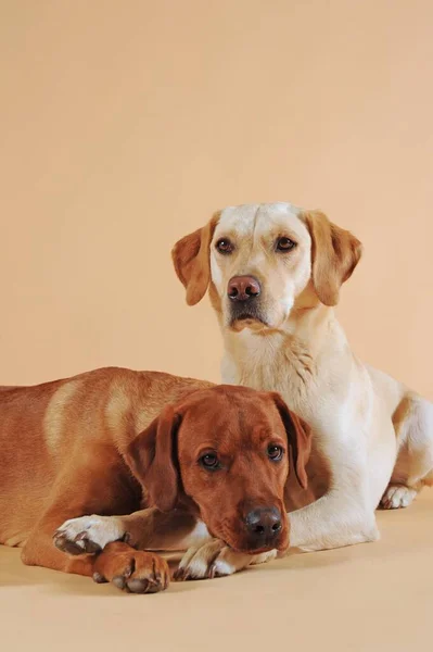 Labrador Retriever Amarelo Carinho — Fotografia de Stock