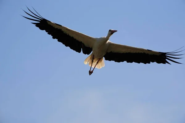 Vitstork Ciconia Ciconia — Stockfoto