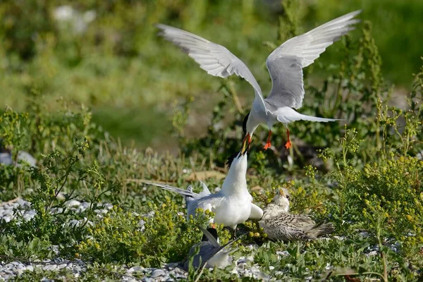 Common Tern Sterna Hirundo Attacking Sandwich Tern Sterna Sandvicensis Texel — Stockfoto