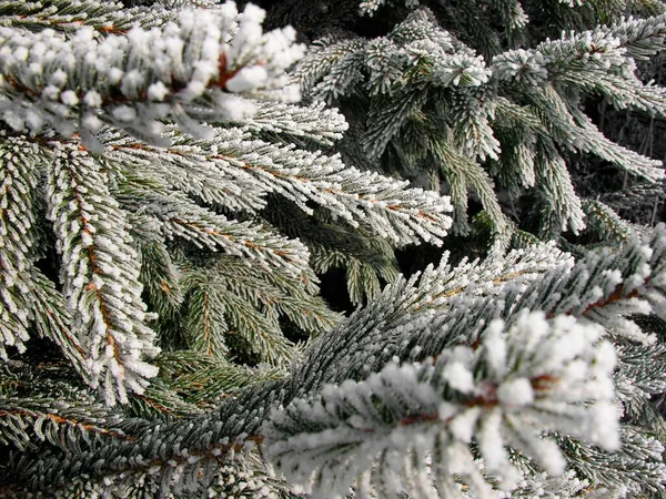 Branches Fir Coated Hoar Frost — Φωτογραφία Αρχείου