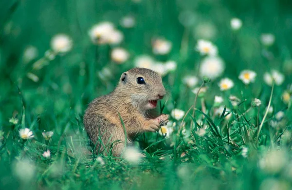 Young European Suslik Österreich Citellus Citellus — Stockfoto