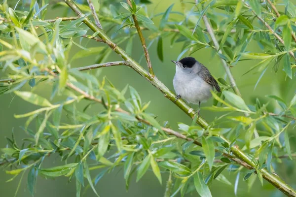 Blackcap Willow Branch Hesse Germany Europe — 图库照片