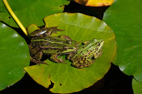 Edible Frog Pelophylax Esculentus Sunbathing Water Lily Pad Schleswig Holstein — Stock fotografie