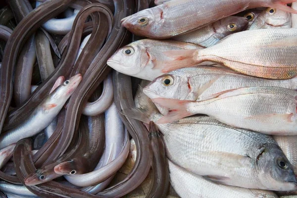 Peixe Recentemente Capturado Peniscola Costa Azahar Espanha Europa — Fotografia de Stock