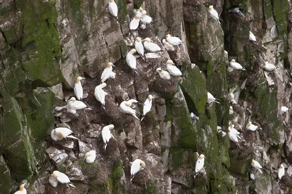 Bird Rocks Cape Marys Ecological Seabird Reserve Avalon Peninsula — Stock fotografie