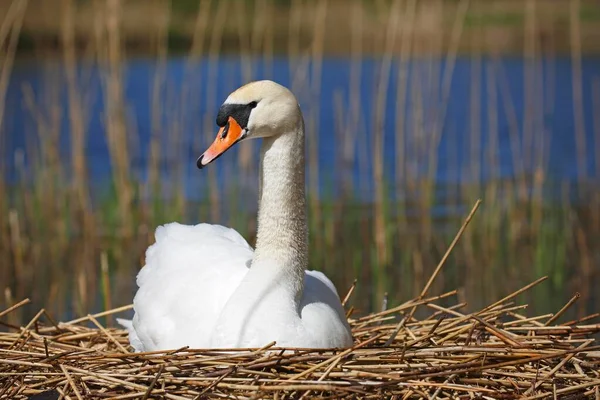 Breeding Mute Swan Nest Schleswig Holstein Germany Europe — Fotografia de Stock