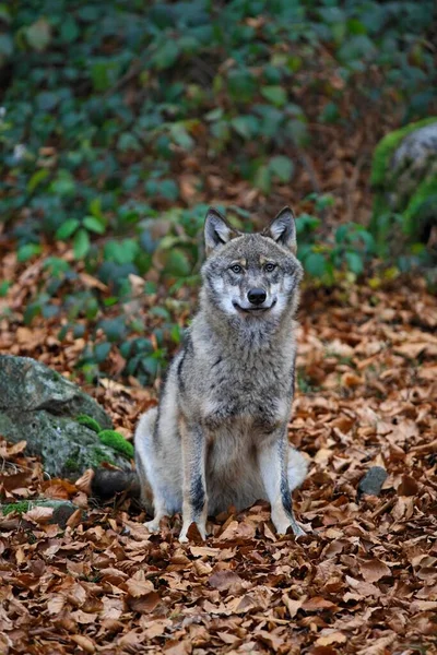 Wolf Canis Lupus Natural Habitat — Stock Photo, Image