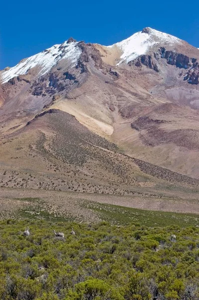 Нандус Перед Вулканом Альтиплано Чили Южная Америка — стоковое фото
