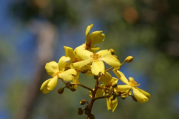 Exotic Bloom Darwin Northern Territory Australia — Stock fotografie