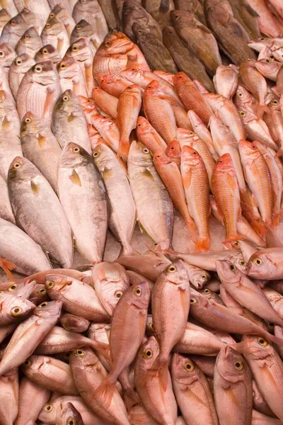 Mercado Peixe Trípoli — Fotografia de Stock